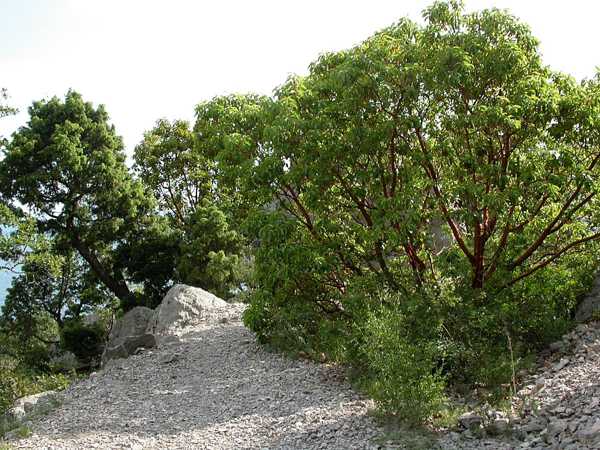 Батилиман, image of landscape/habitat.