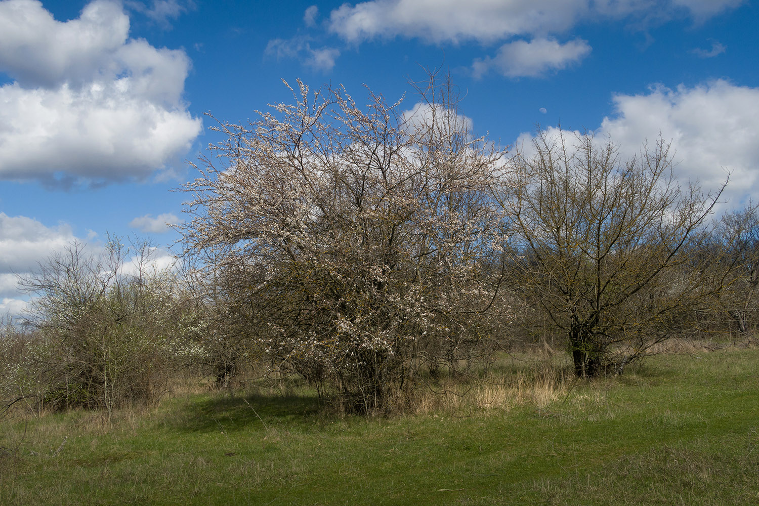 Заброшенные сады, image of landscape/habitat.