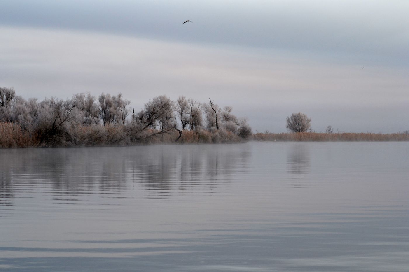 Дельта (нижняя зона), image of landscape/habitat.