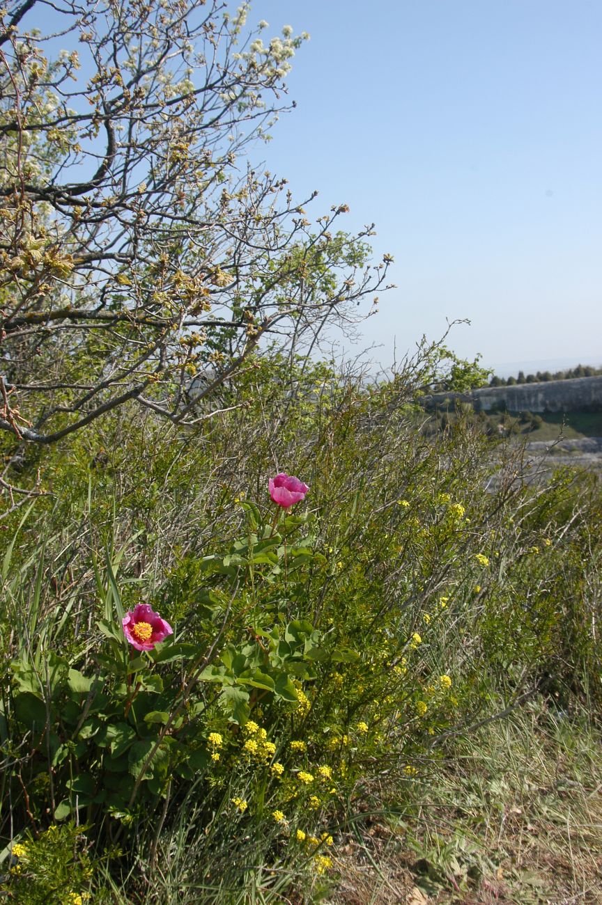 Пещерный город Эски-Кермен, image of landscape/habitat.