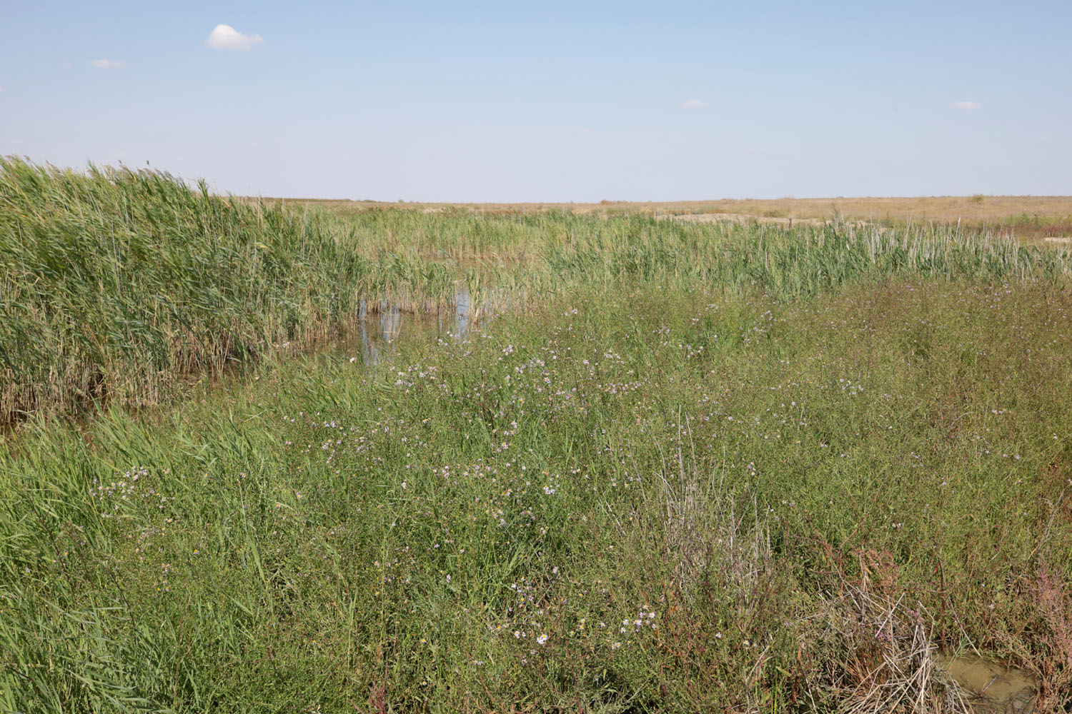 Озеро Айгульское, image of landscape/habitat.