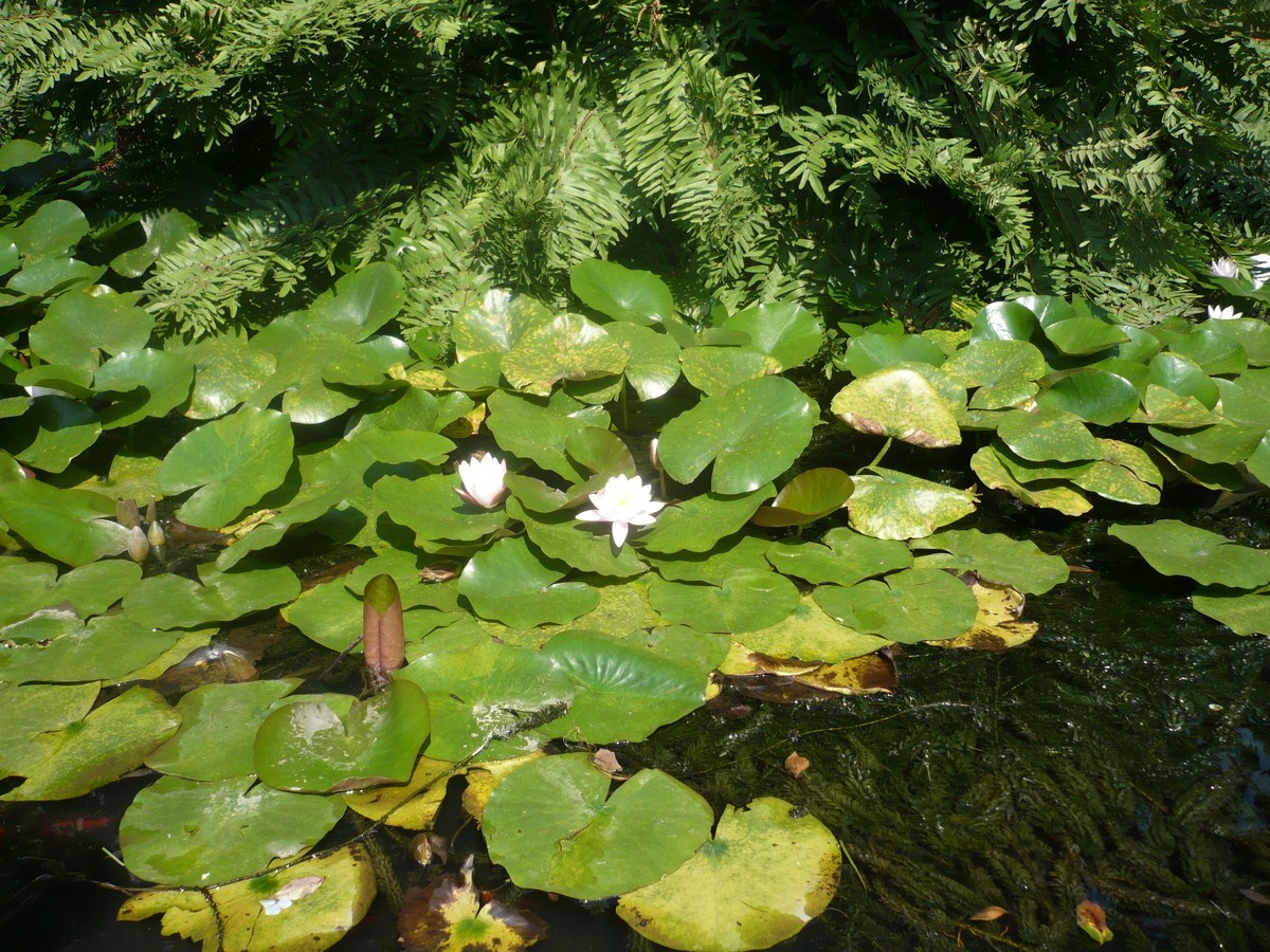 Мцване Концхи, image of landscape/habitat.