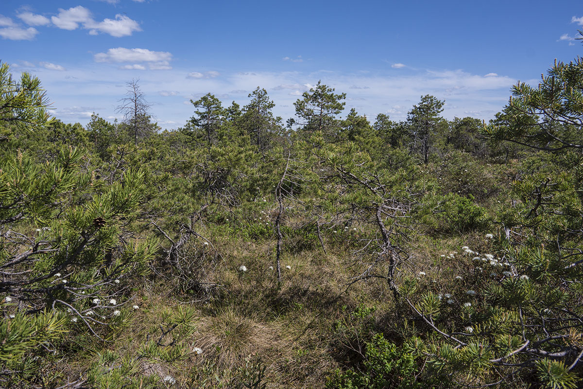 Васюганское болото, Болтное, image of landscape/habitat.