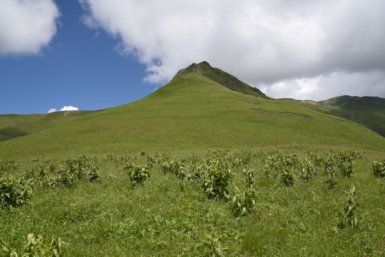 Верхнее течение Чадыри, image of landscape/habitat.