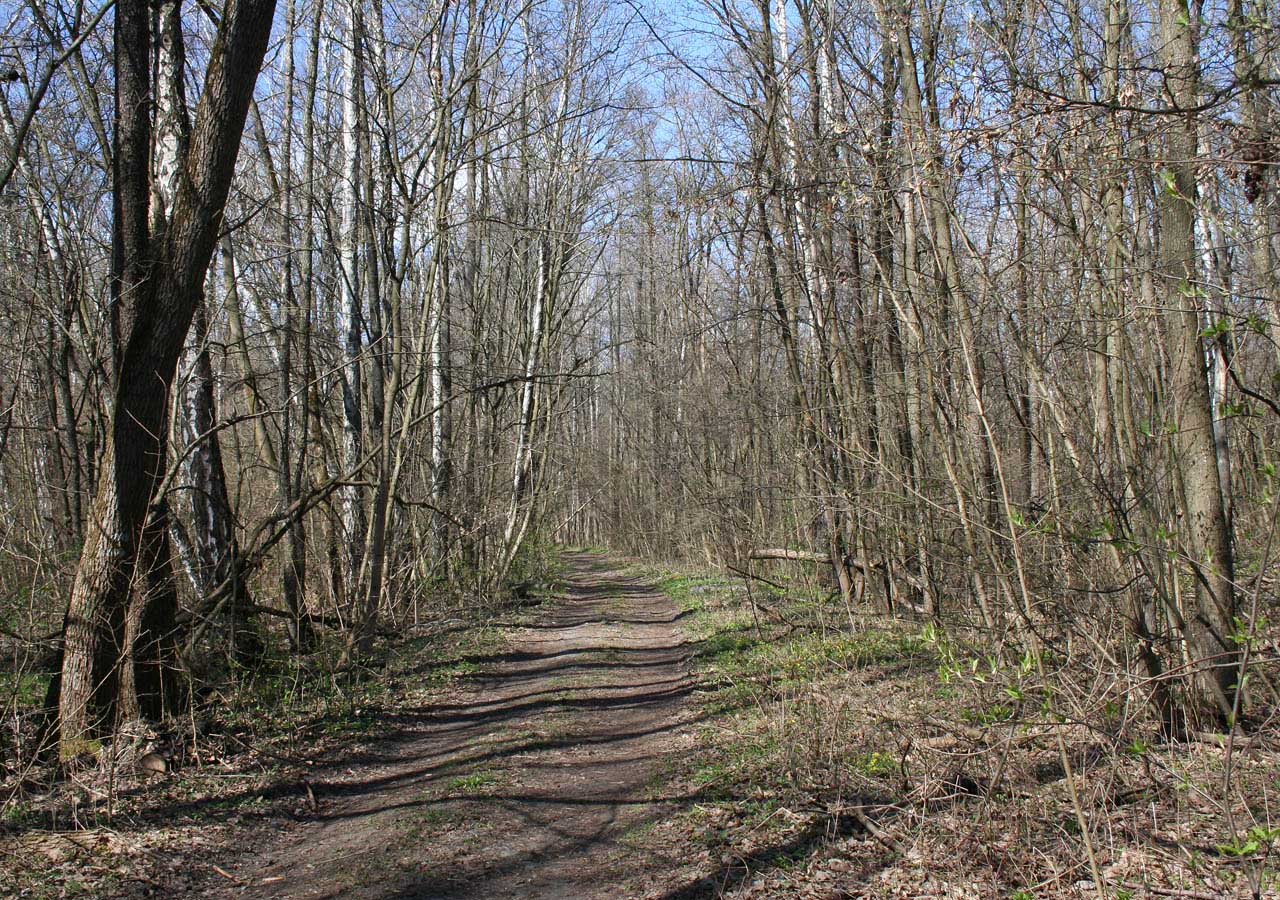 Лесники, низинная часть, image of landscape/habitat.