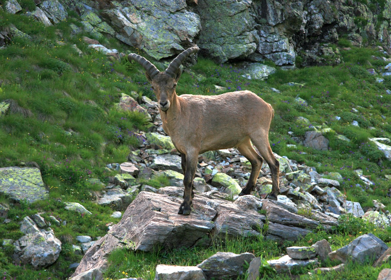 Алибек, image of landscape/habitat.