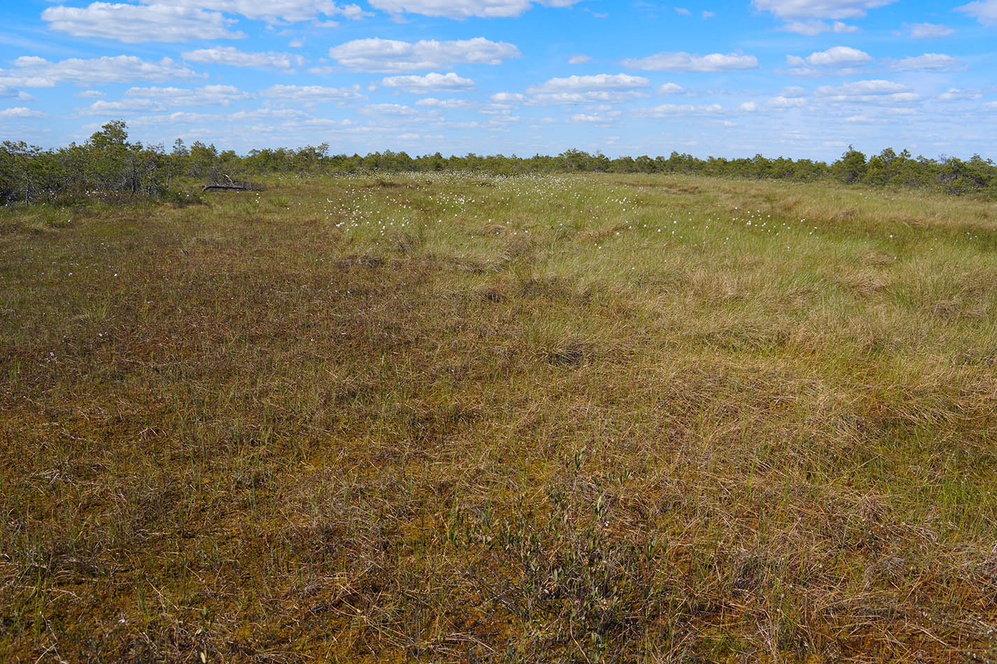 Васюганское болото, Болтное, image of landscape/habitat.