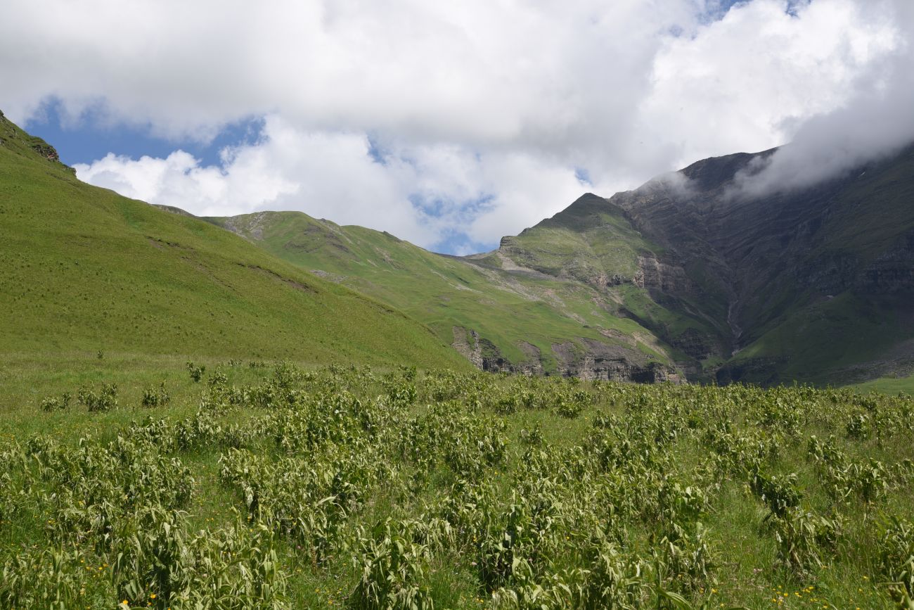 Верхнее течение Чадыри, image of landscape/habitat.