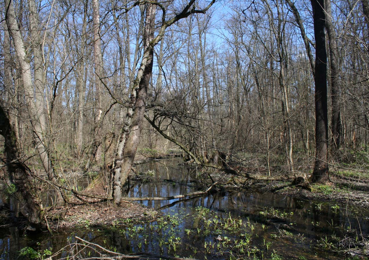 Лесники, низинная часть, image of landscape/habitat.