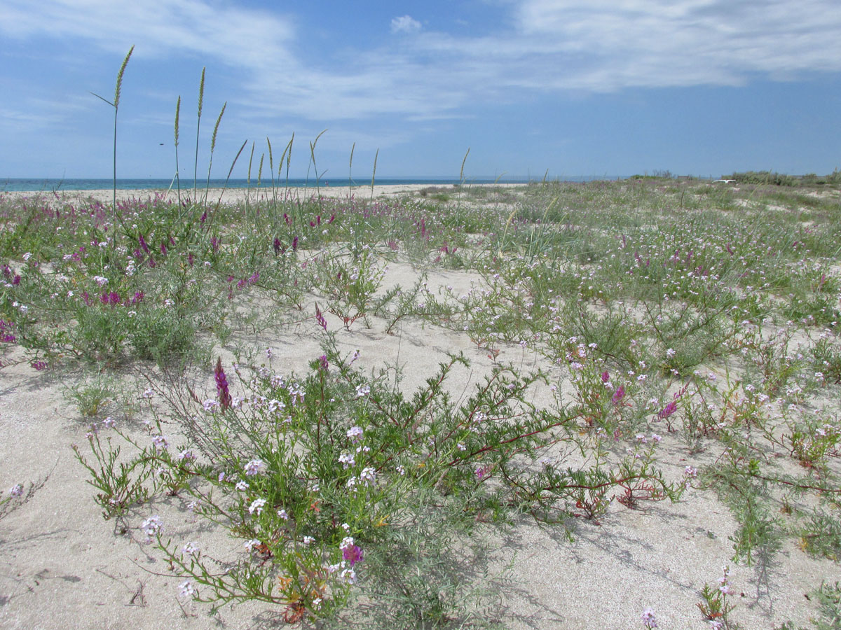 Донузлав, image of landscape/habitat.