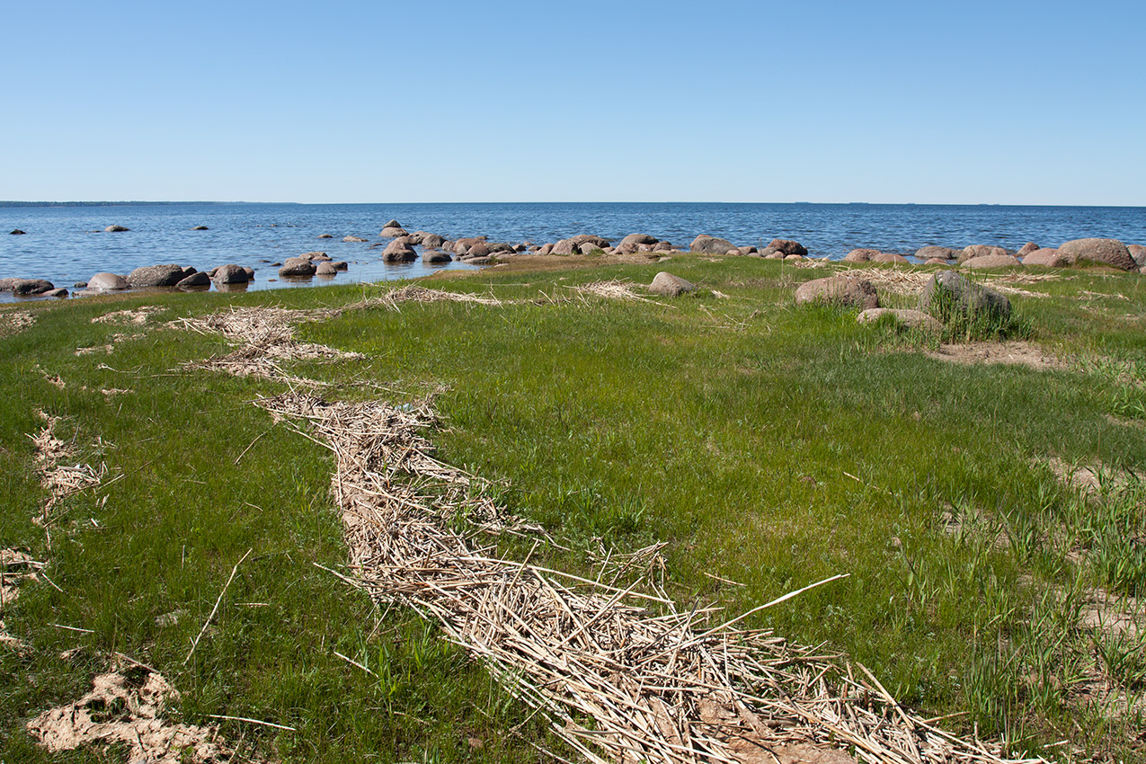 Мыс Дубовский, image of landscape/habitat.