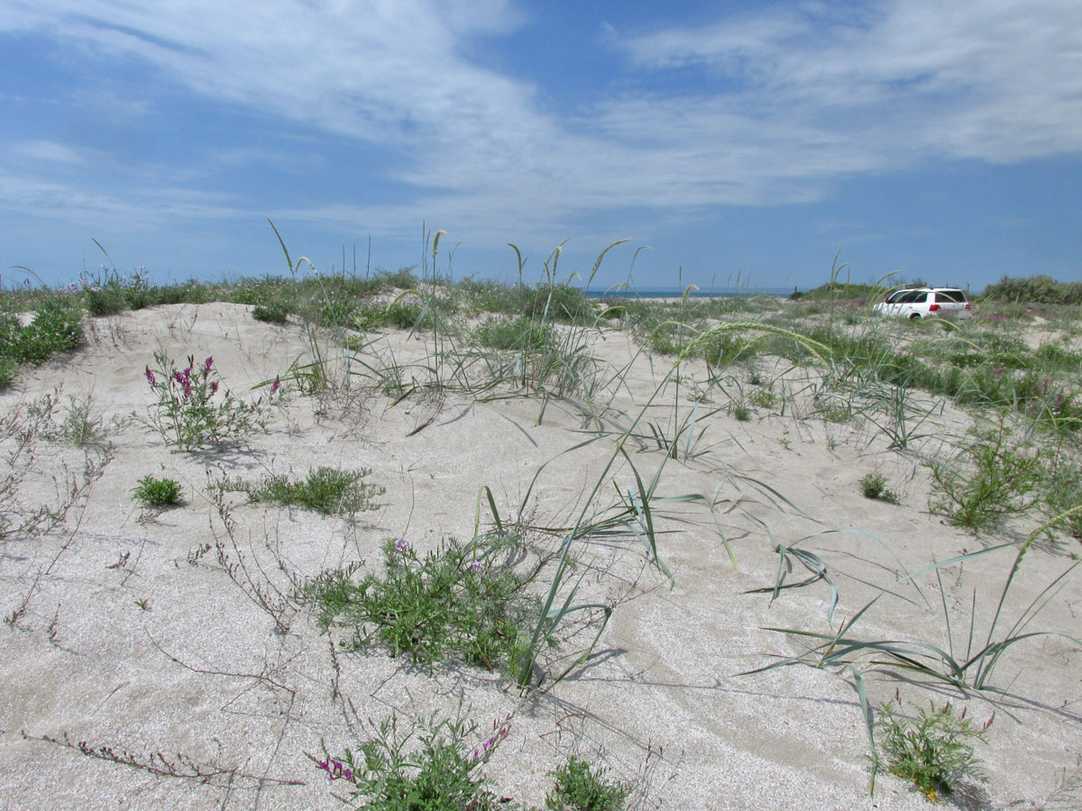 Донузлав, image of landscape/habitat.