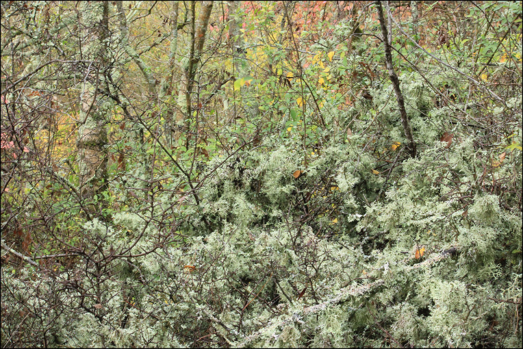 Посадки пинии близ Прасковеевки, image of landscape/habitat.