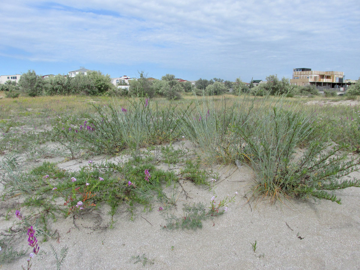 Донузлав, image of landscape/habitat.