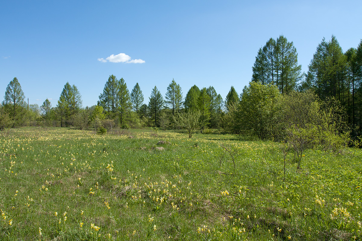 Петровщинская роща и луга, image of landscape/habitat.