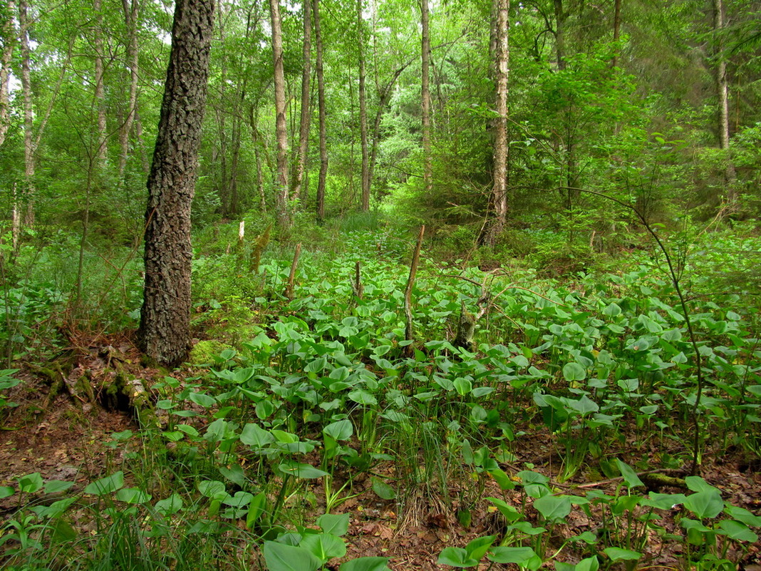 Дачи НЗГА, image of landscape/habitat.