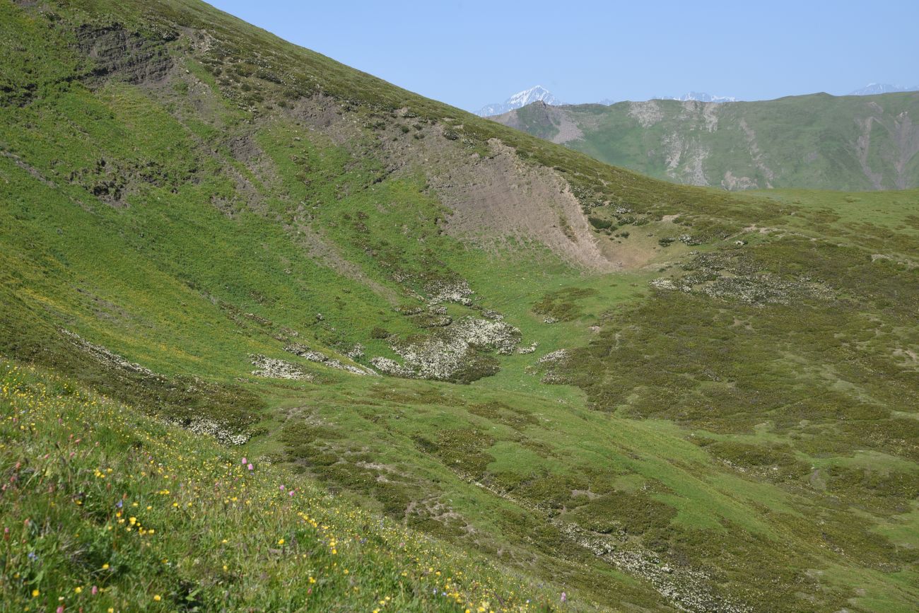 1 км от Цумандинского перевала, image of landscape/habitat.