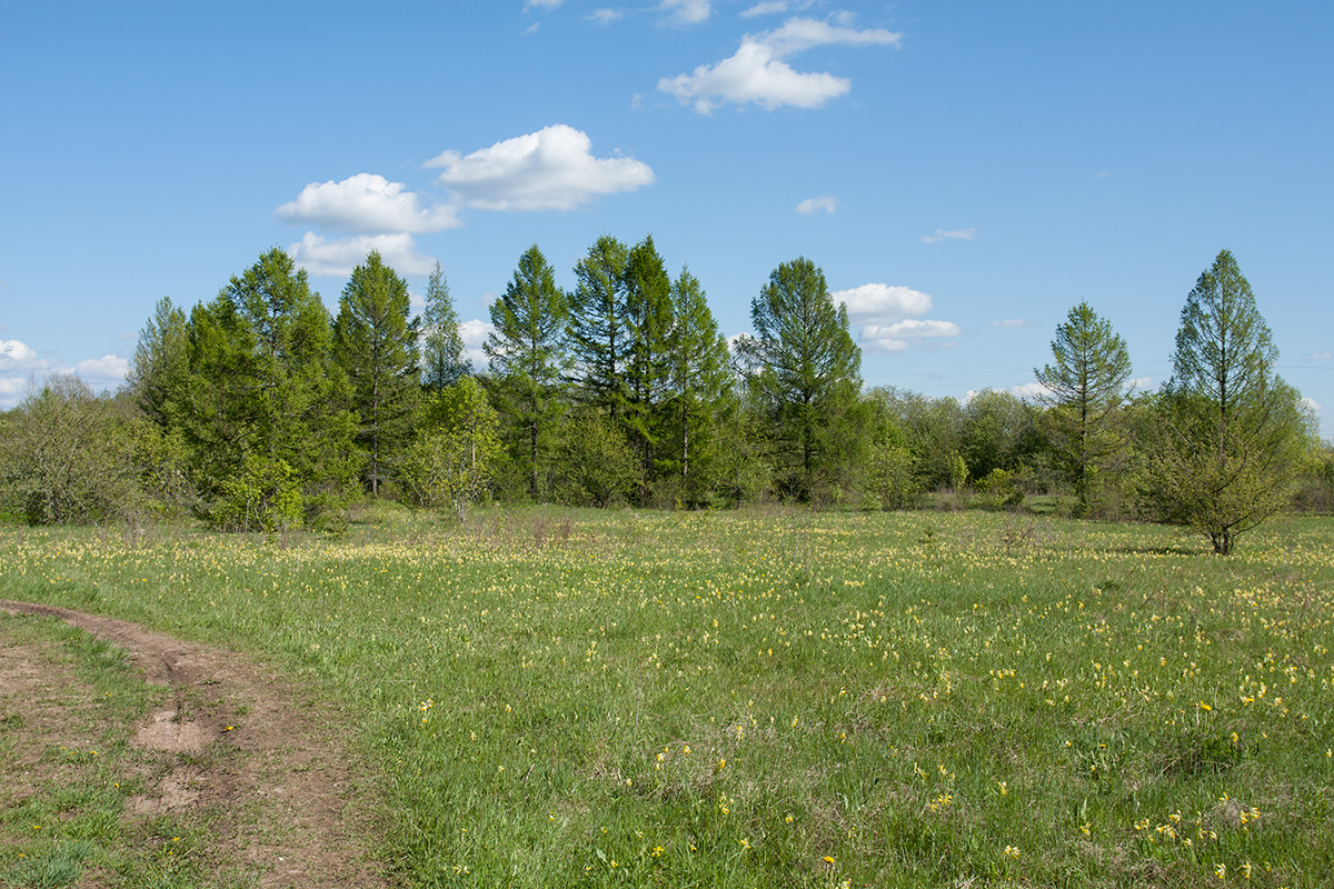 Петровщинская роща и луга, image of landscape/habitat.