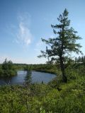 Пойма реки Нуны-Яха, image of landscape/habitat.