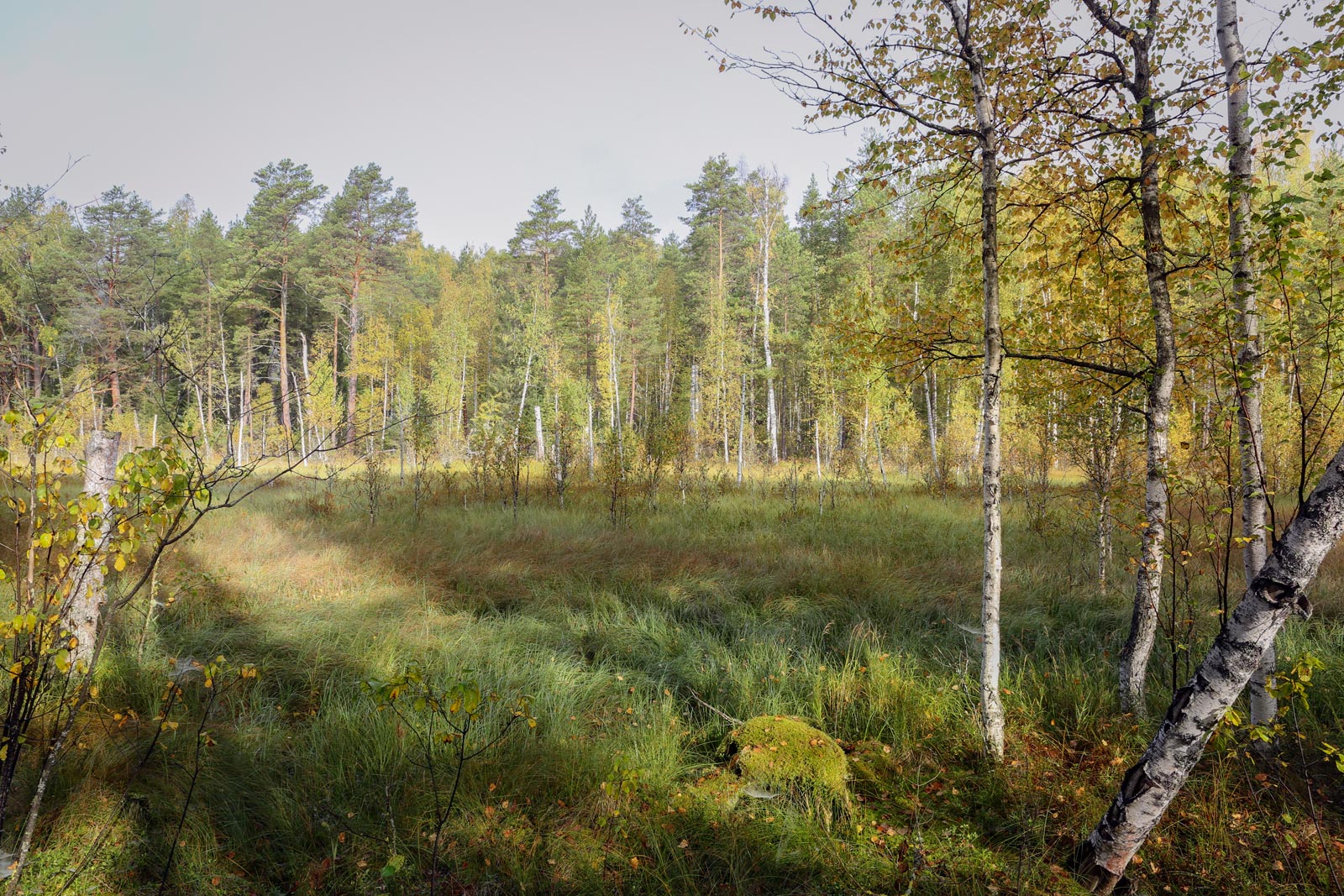 Кунчурихинский бор, image of landscape/habitat.