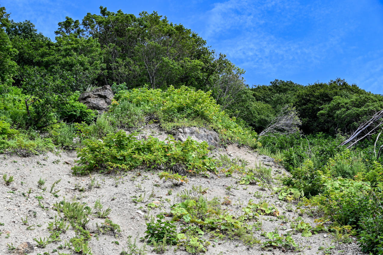 Мыс Слюда, image of landscape/habitat.