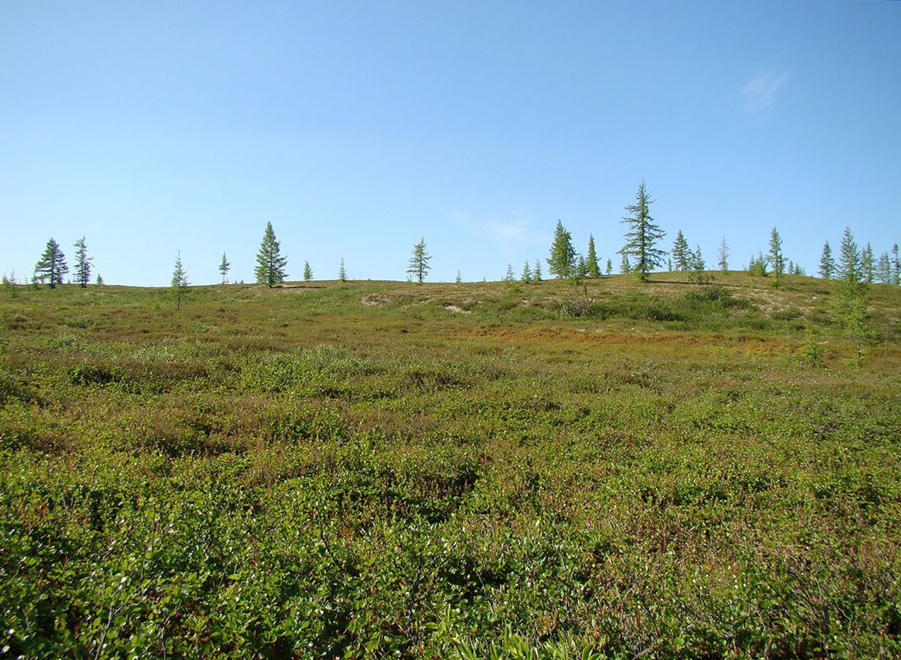 Пойма реки Нуны-Яха, image of landscape/habitat.