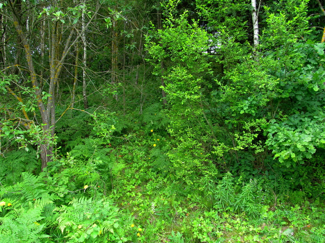 Рутка-2, image of landscape/habitat.