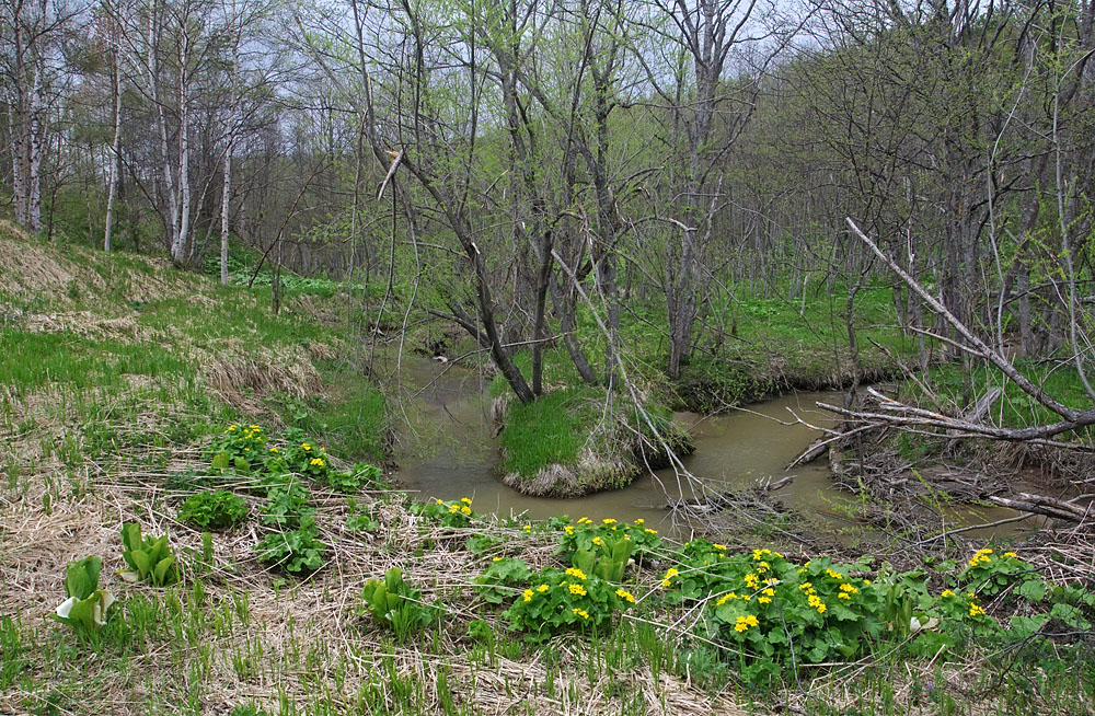 Пуховая и окрестности, image of landscape/habitat.