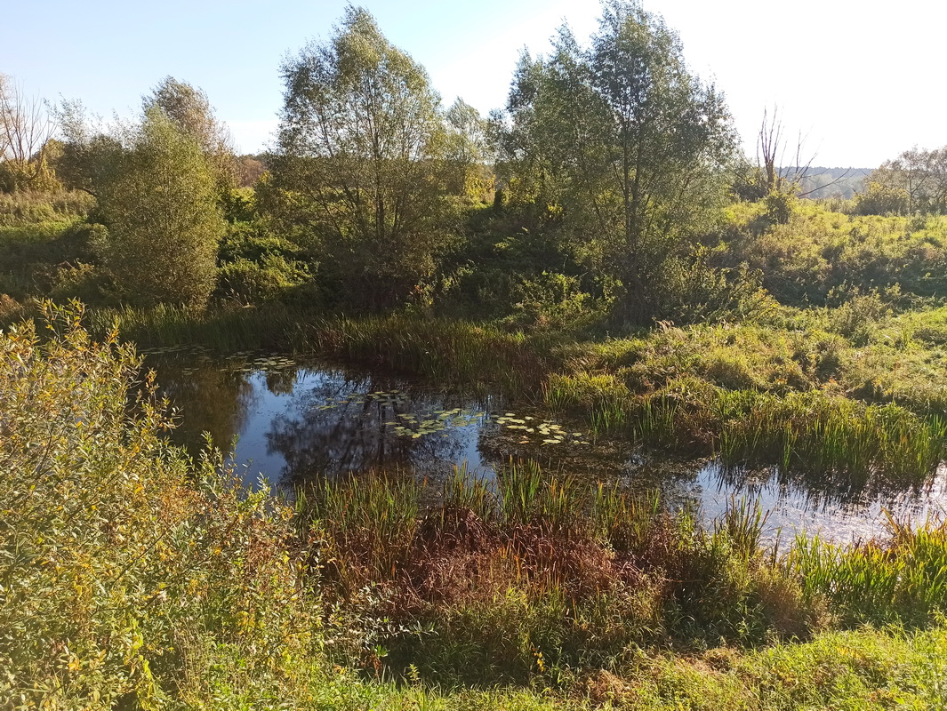 Тарусский луг, image of landscape/habitat.