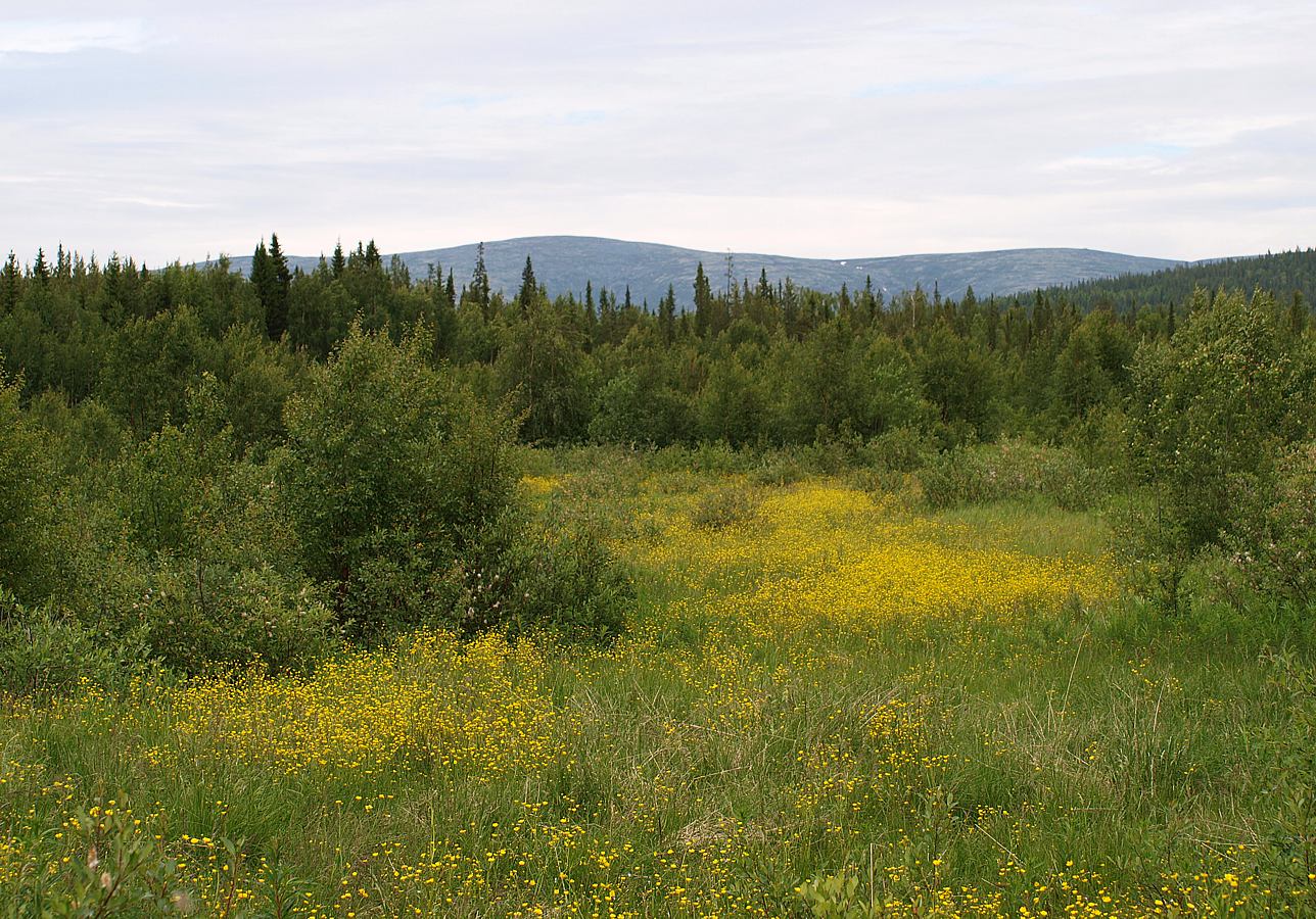 Колвица, image of landscape/habitat.