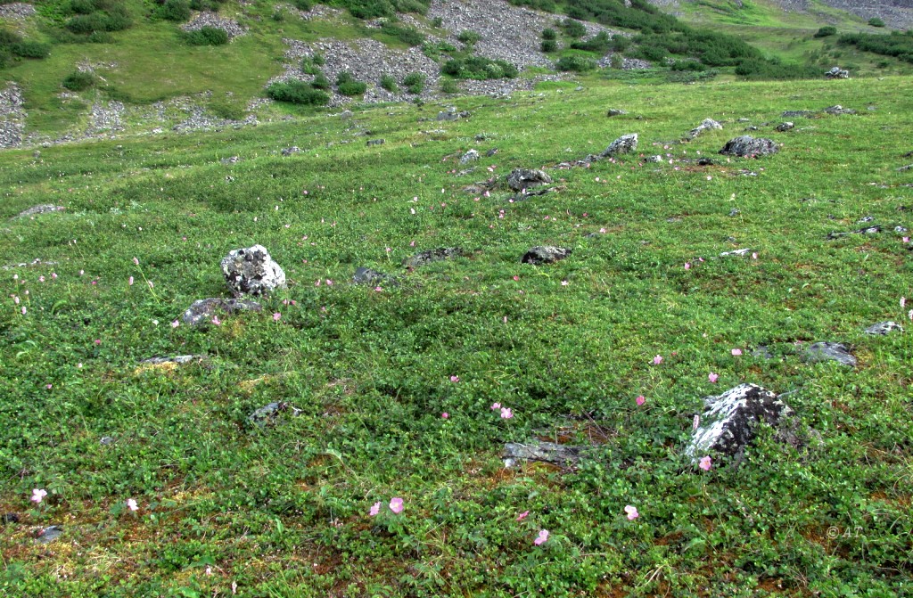 Бадьяшор, image of landscape/habitat.