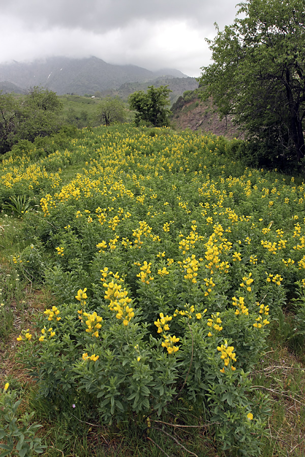 Ущелье Сингисафат, image of landscape/habitat.