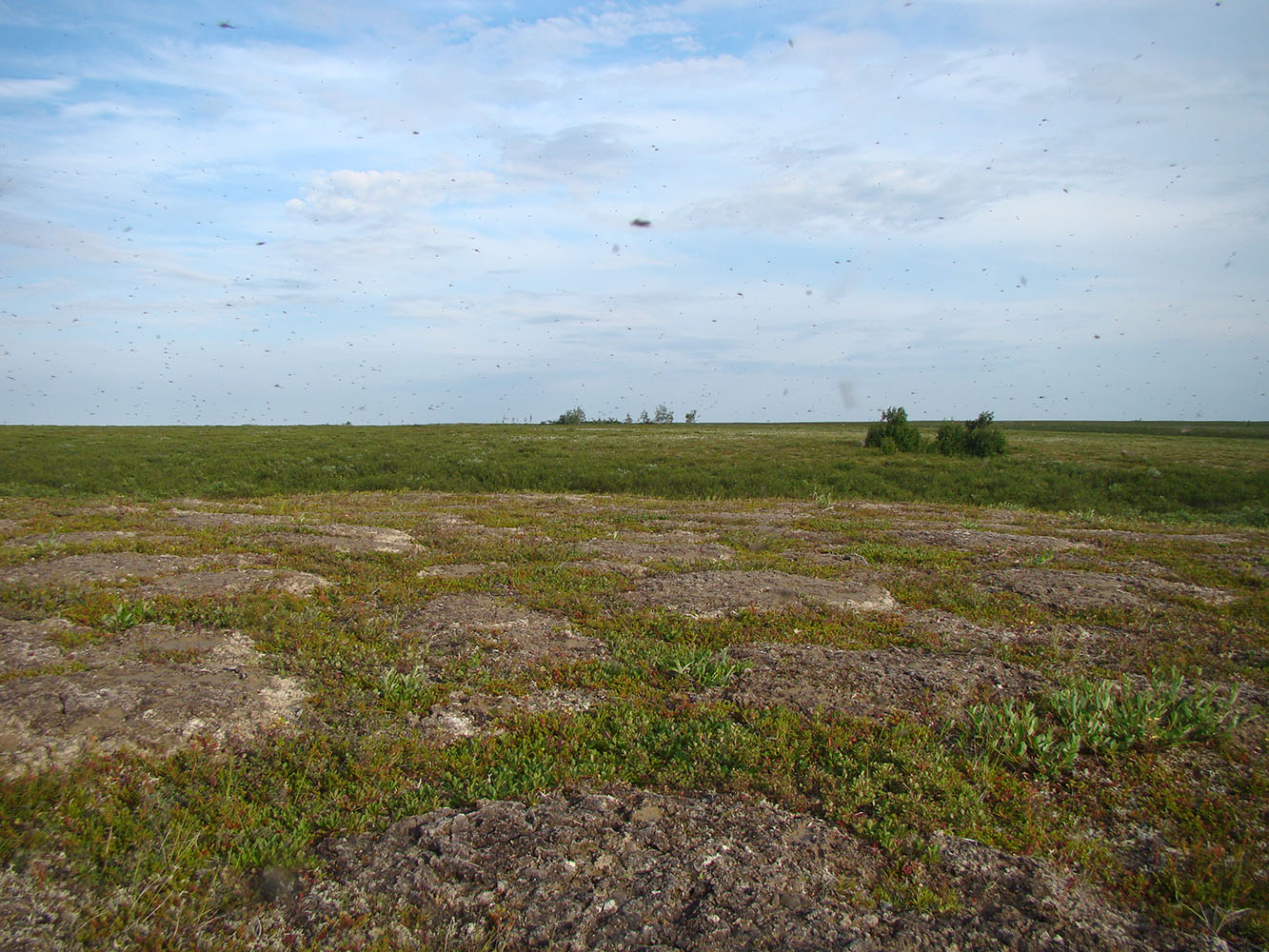 Пойма реки Нуны-Яха, image of landscape/habitat.