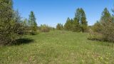 Петровщинская роща и луга, image of landscape/habitat.