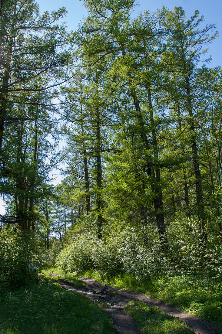 Петровщинская роща и луга, image of landscape/habitat.