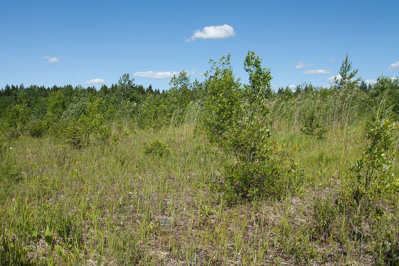 Елизаветинский карьер, image of landscape/habitat.