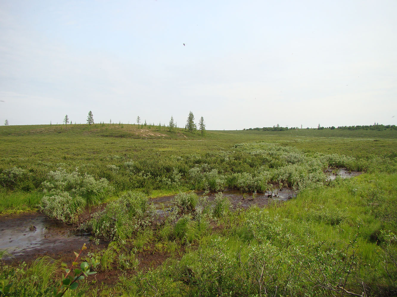 Пойма реки Нуны-Яха, image of landscape/habitat.