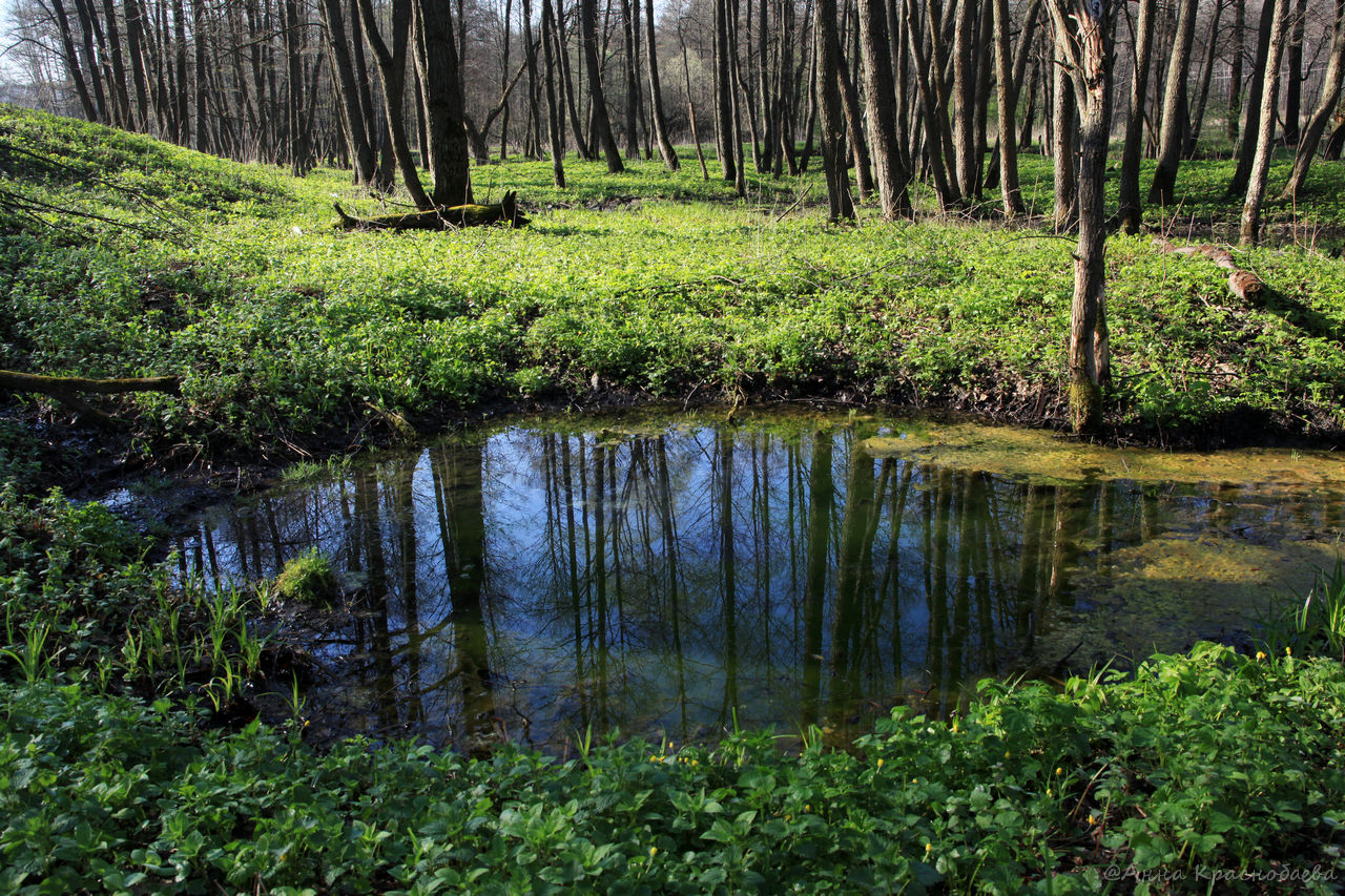 Дубна и окрестности, image of landscape/habitat.