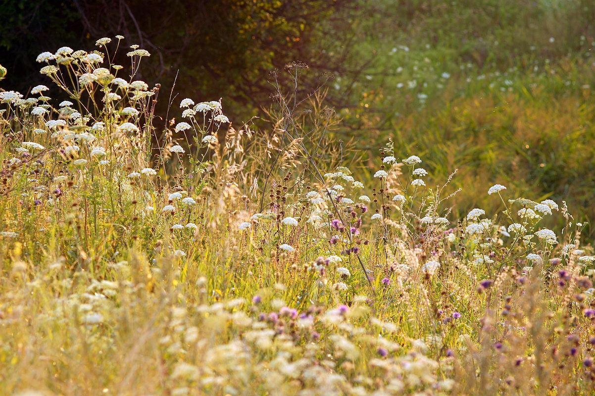 Балка Бирючья, image of landscape/habitat.