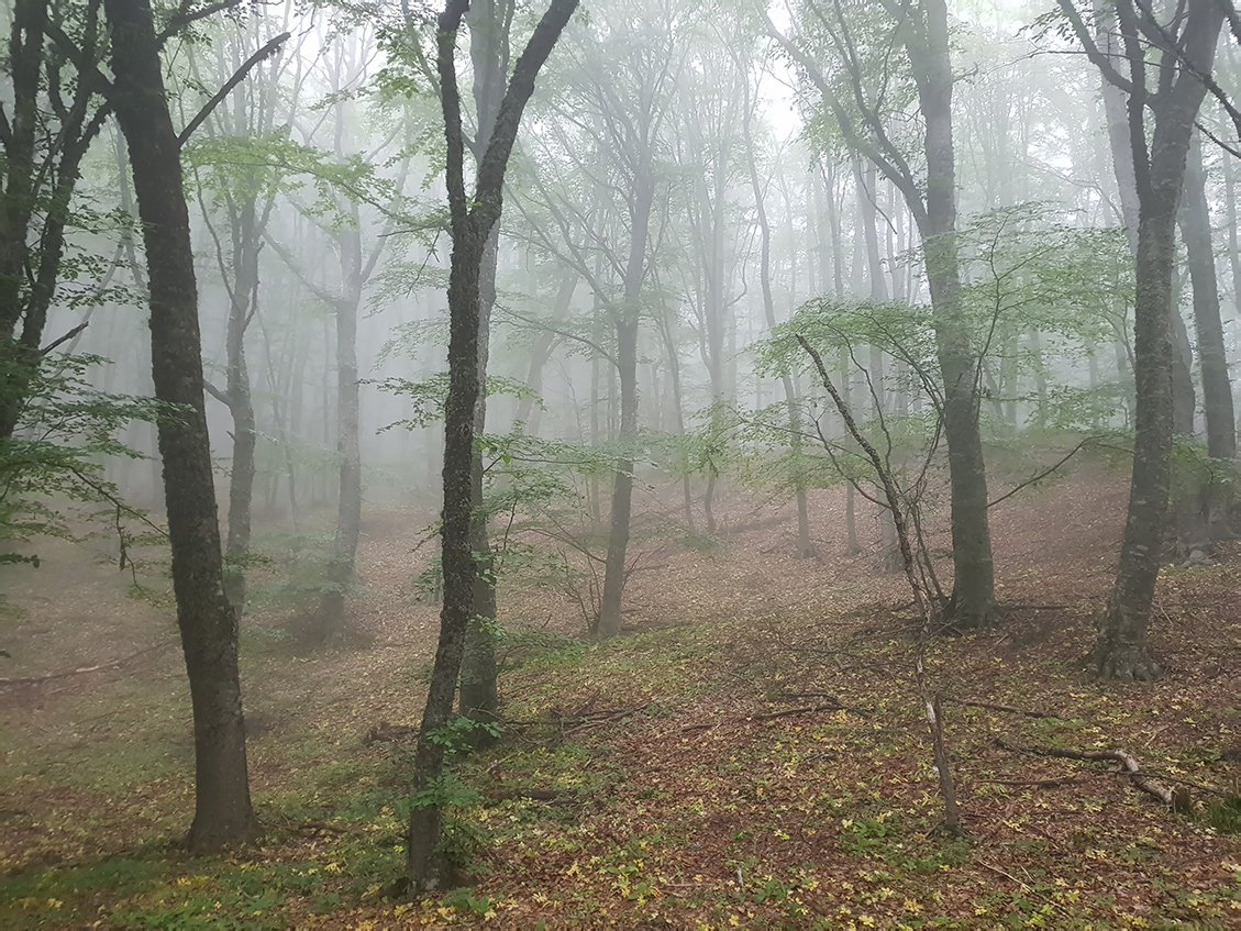 Ангарский перевал, image of landscape/habitat.