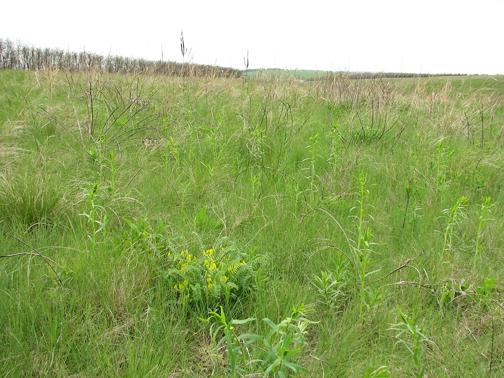 Безыменная балка, image of landscape/habitat.