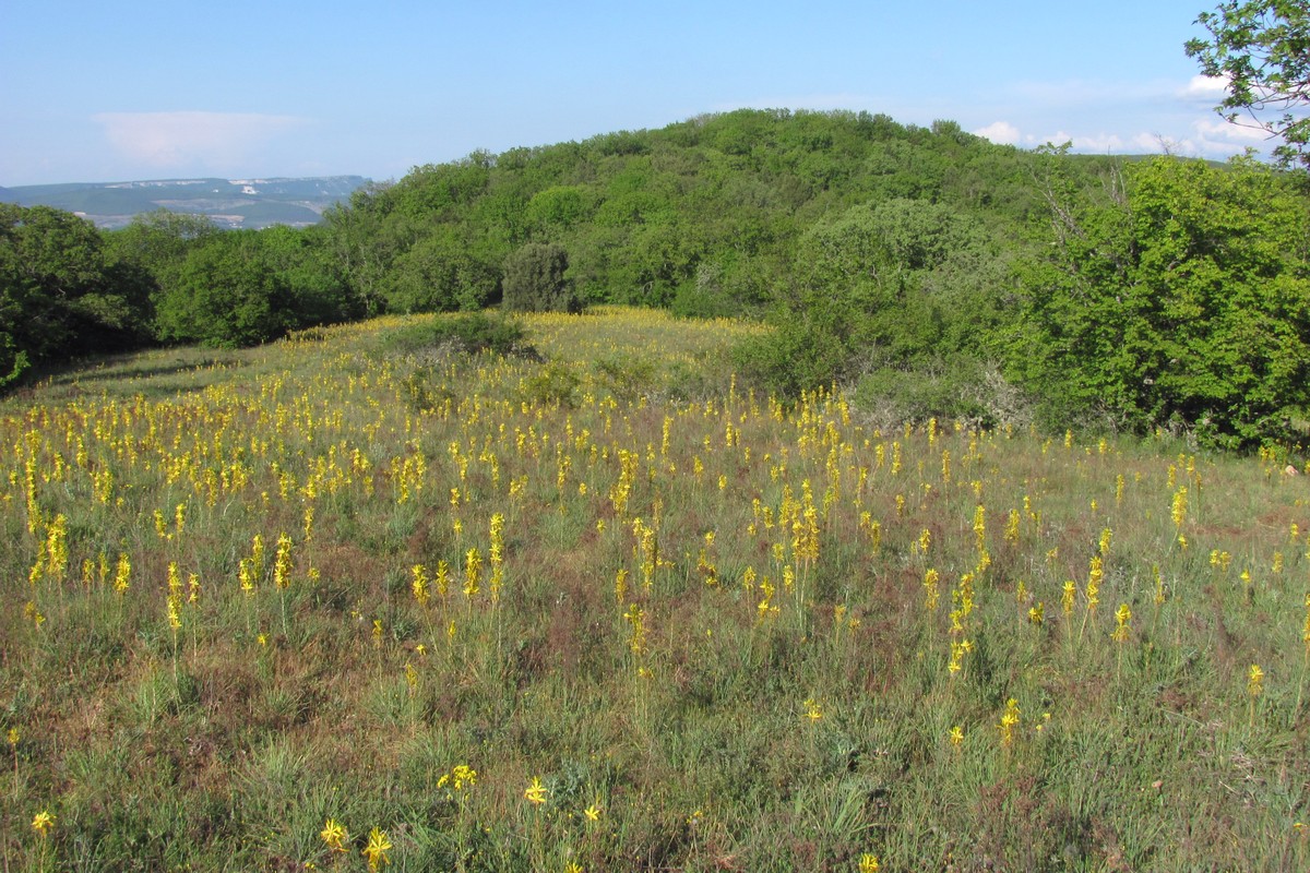 Балаклавские высоты, image of landscape/habitat.