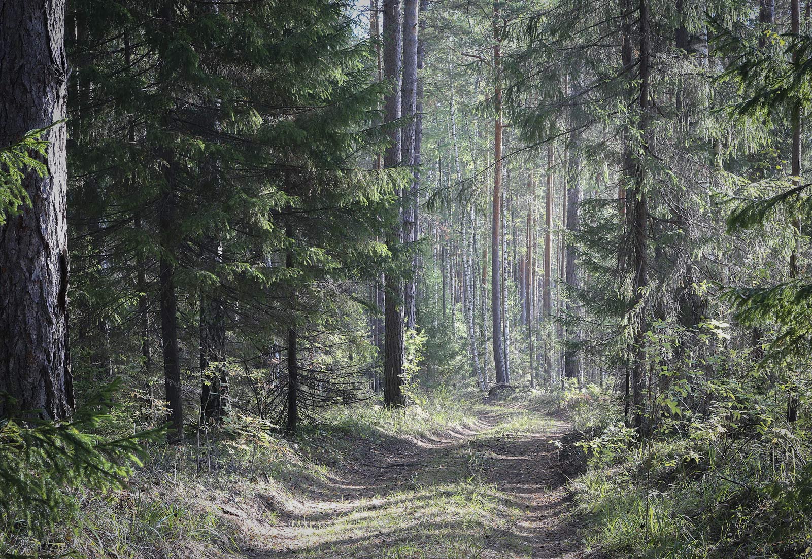 Кунчурихинский бор, image of landscape/habitat.