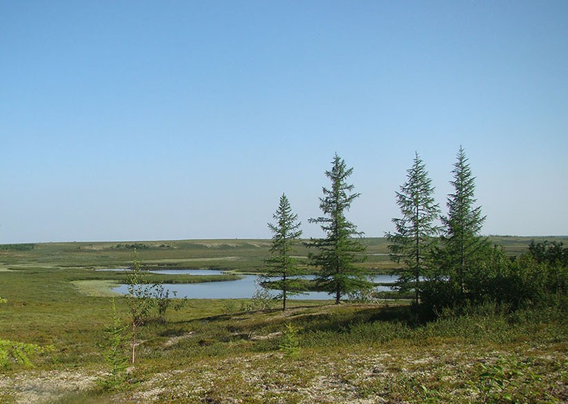 Пойма реки Нуны-Яха, image of landscape/habitat.