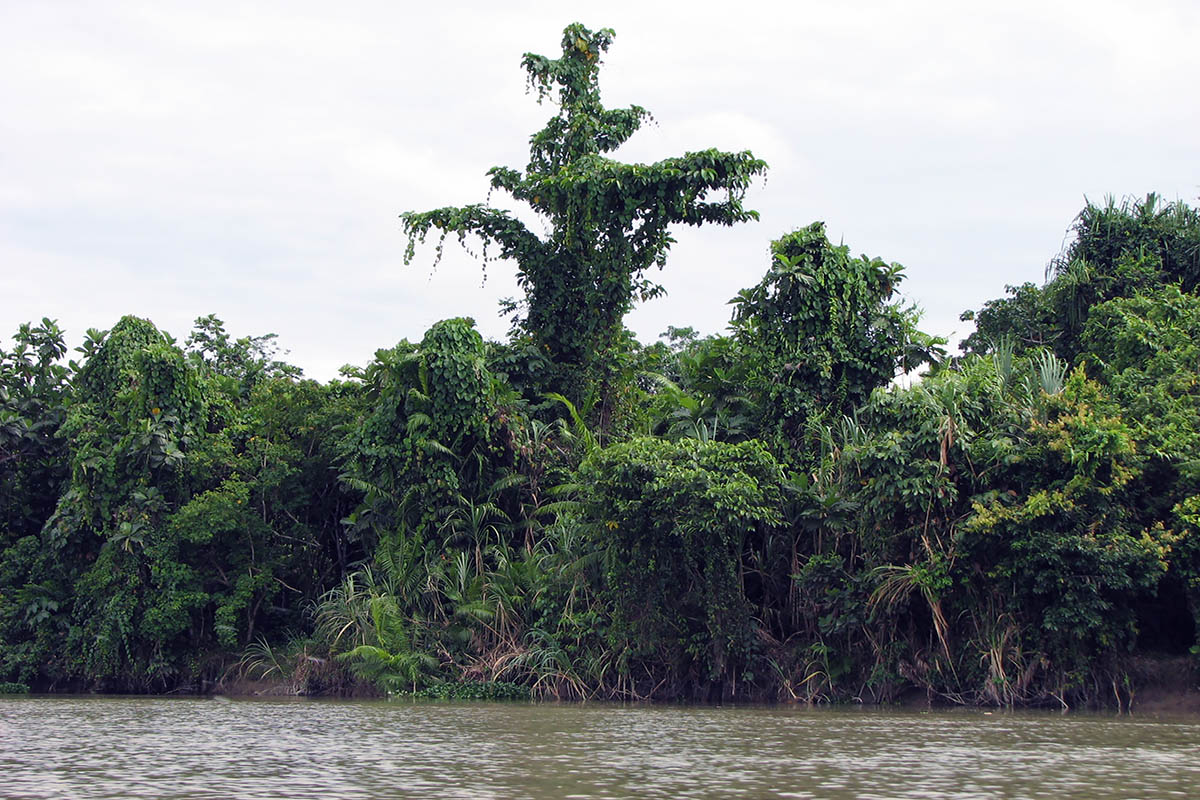 Сепик, image of landscape/habitat.