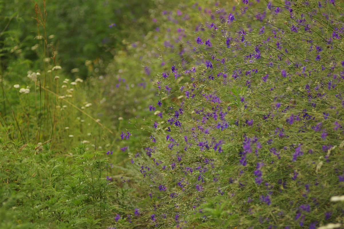 Балка Плотникова, image of landscape/habitat.