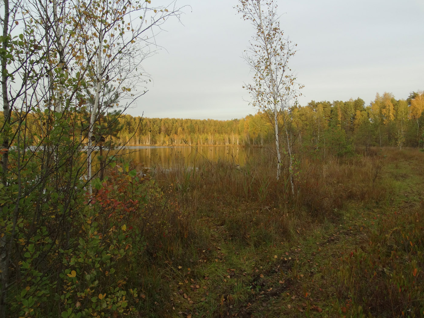 Озёрный лесопарк, image of landscape/habitat.