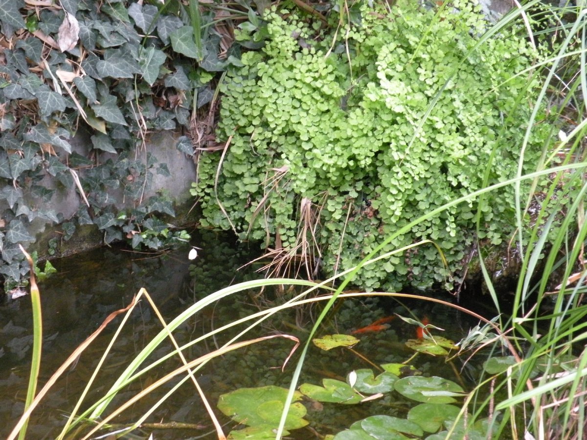 Никитский ботанический сад, image of landscape/habitat.