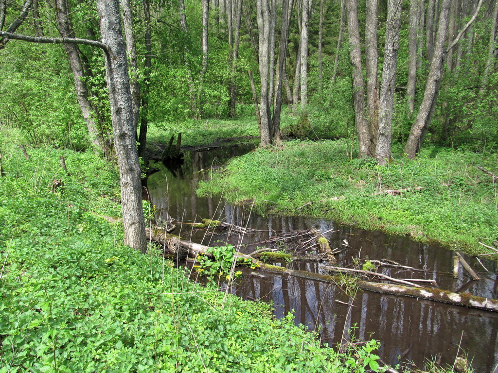 Река Литовка, image of landscape/habitat.