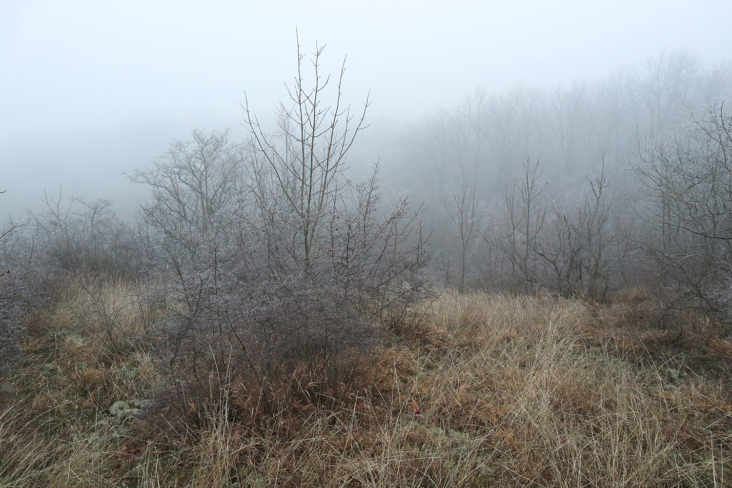 Зарастающий мергелевый карьер, image of landscape/habitat.
